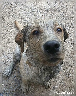 Joyful Lab's Colour Boy