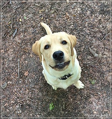 Joyful Lab's Colour Boy