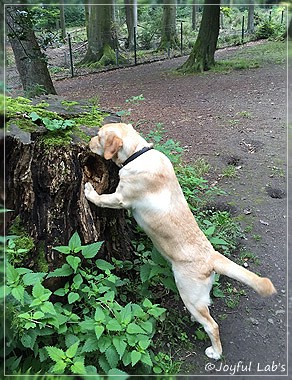 Joyful Lab's Colour Boy