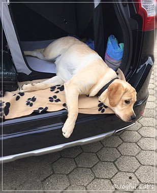 Joyful Lab's Colour Boy