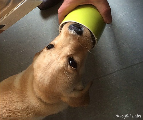 Joyful Lab's Colour Boy