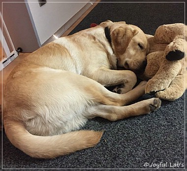 Joyful Lab's Colour Boy