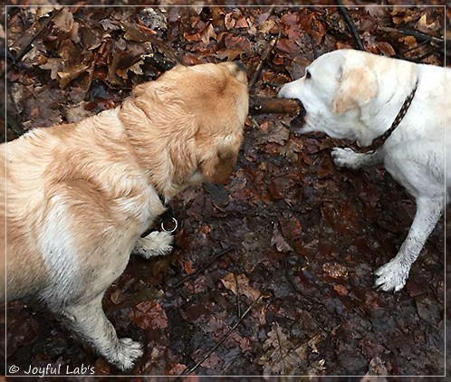 Joyful Lab's Colour Boy & Brilliant Girl