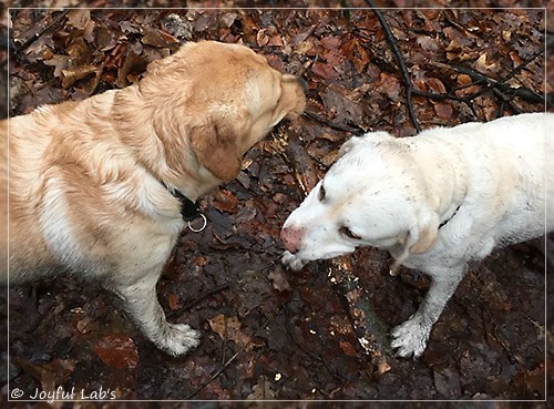 Joyful Lab's Colour Boy & Brilliant Girl