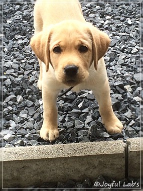 Joyful Lab's Colour Boy