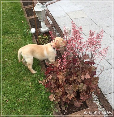 Joyful Lab's Colour Boy