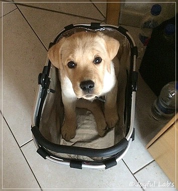 Joyful Lab's Colour Boy