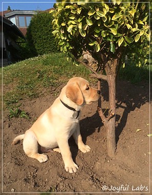 Joyful Lab's Colour Boy