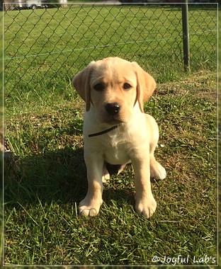 Joyful Lab's Colour Boy