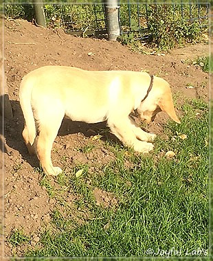 Joyful Lab's Colour Boy