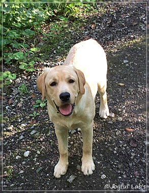 Joyful Lab's Colour Boy