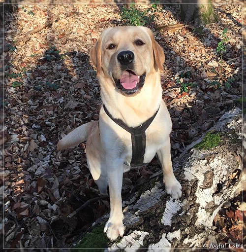 Joyful Lab's Colour Boy