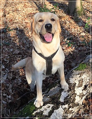 Joyful Lab's Colour Boy