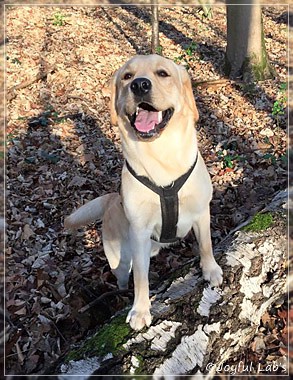 Joyful Lab's Colour Boy