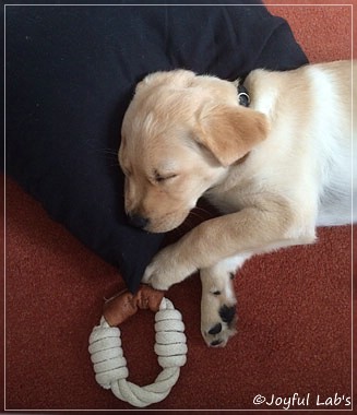 Joyful Lab's Colour Boy