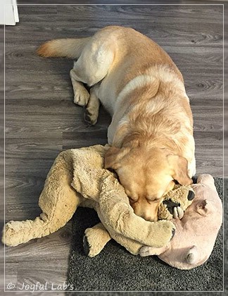 Joyful Lab's Colour Boy