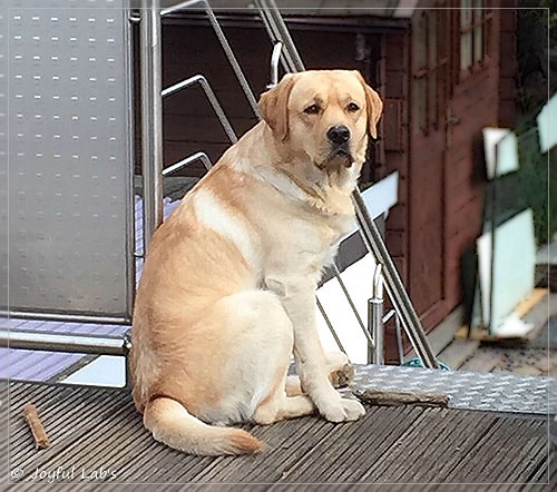 Joyful Lab's Colour Boy