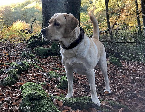 Joyful Lab's Colour Boy