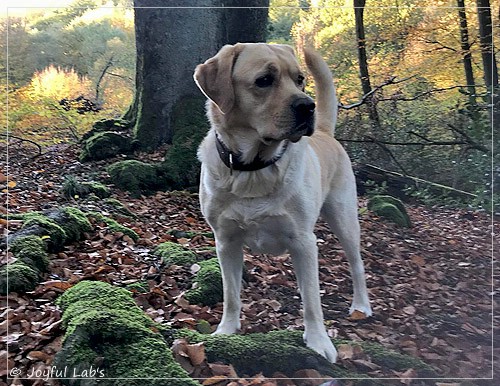 Joyful Lab's Colour Boy