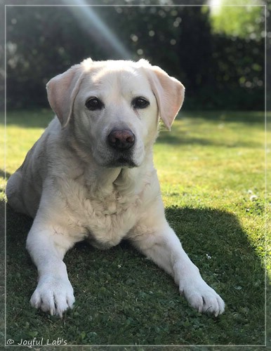 Joyful Lab's Bubbly Girl