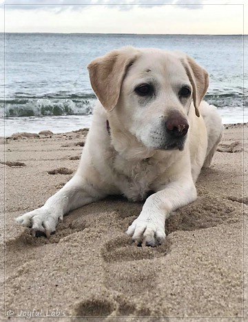 Joyful Lab's Bubbly Girl