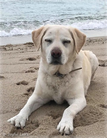 Joyful Lab's Bubbly Girl