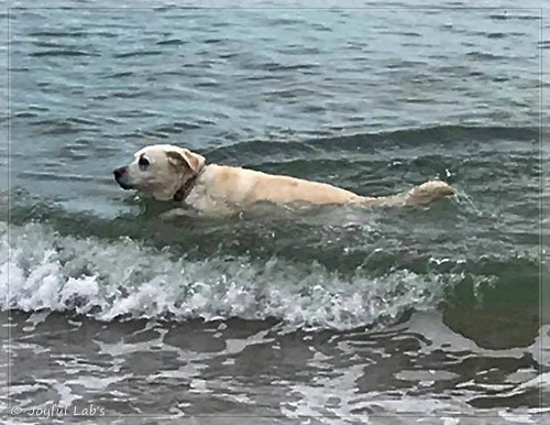 Joyful Lab's Bubbly Girl