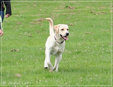 Joyful Lab's Dream Boy