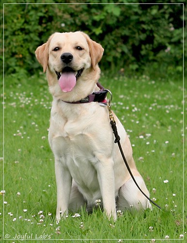 Joyful Lab's Dressy Girl