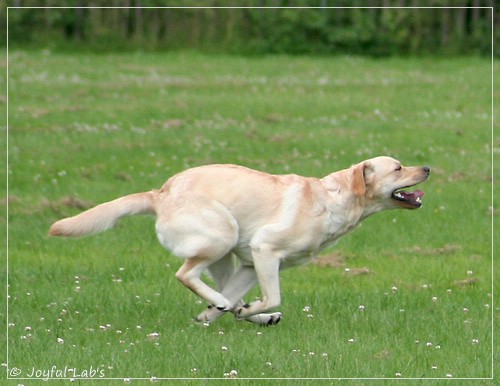 Joyful Lab's Dressy Girl