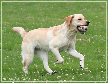 Joyful Lab's Dressy Girl