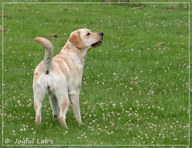 Joyful Lab's Dressy Girl