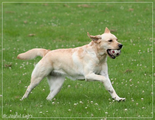 Joyful Lab's Dressy Girl