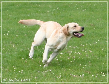 Joyful Lab's Dressy Girl