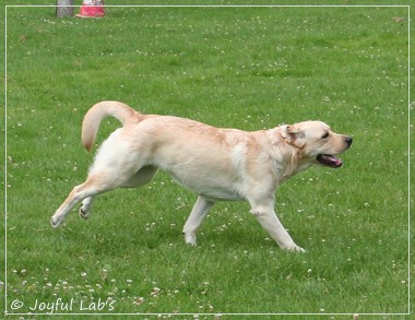 Joyful Lab's Dressy Girl