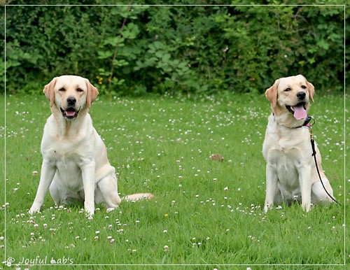 Joyful Lab's Cheeky Girl & Dressy Girl