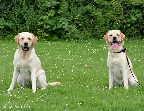 Joyful Lab's Cheeky Girl & Dressy Girl