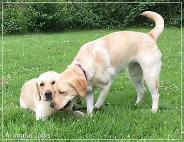 Joyful Lab's Cheeky Girl & Dressy Girl Joyful Lab's Cheeky Girl & Dressy Girl