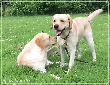 Joyful Lab's Cheeky Girl & Dressy Girl