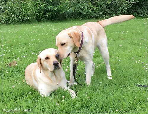 Joyful Lab's Cheeky Girl & Dressy Girl