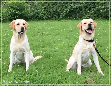 Joyful Lab's Cheeky Girl & Dressy Girl