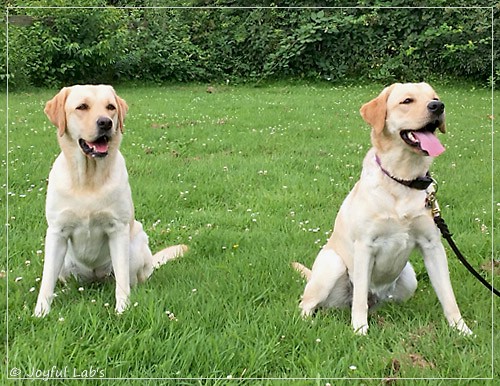 Joyful Lab's Cheeky Girl & Dressy Girl