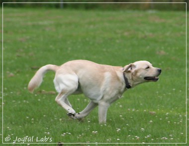 Joyful Lab's Dream Boy