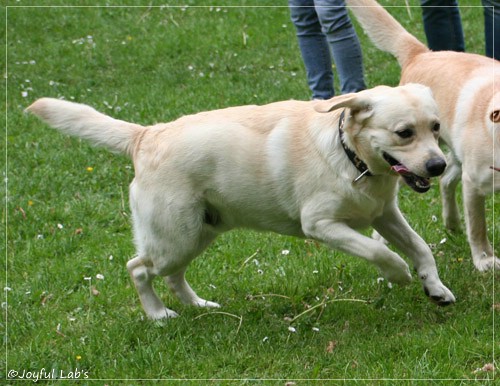 Joyful Lab's Checker Boy