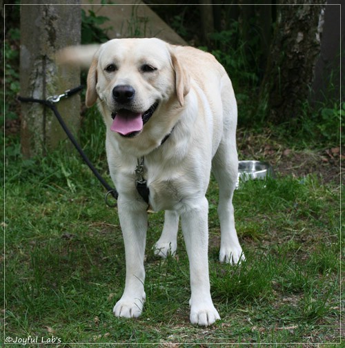 Joyful Lab's Checker Boy