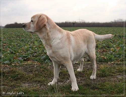 Hanna - Rosefair Joyful Girl