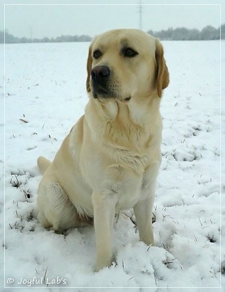 Joyful Lab's Checker Boy