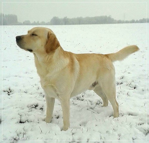 Joyful Lab's Checker Boy