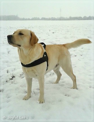 Joyful Lab's Checker Boy