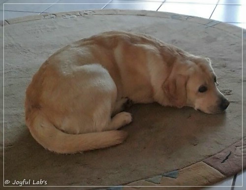 Joyful Lab's Checker Boy